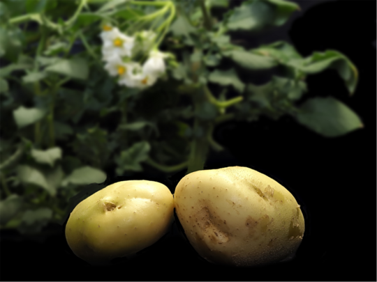 Die Entschlsselung des Kartoffelgenoms erffnet neue Wege in der Zchtung.
