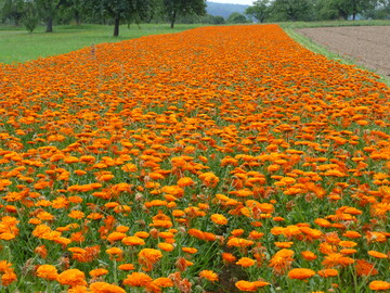 Die Ringelblume ist nur eine von vielen Heil- und Gewrzpflanzen, die in Baden-Wrttemberg kologisch angebaut werden. Sie wird auch sehr hufig in der Naturkosmetik eingesetzt.