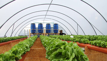 Hydroponischer Salatanbau mit Wasserrecycling im Forschungsprojekt HypoWave.