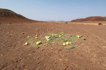 Frchte der mit der Wassermelone verwandten Melonenart Citrullus ecirrhosus bei Springbokwasser im Torra Conservancy in der Namib Wste in Namibia.