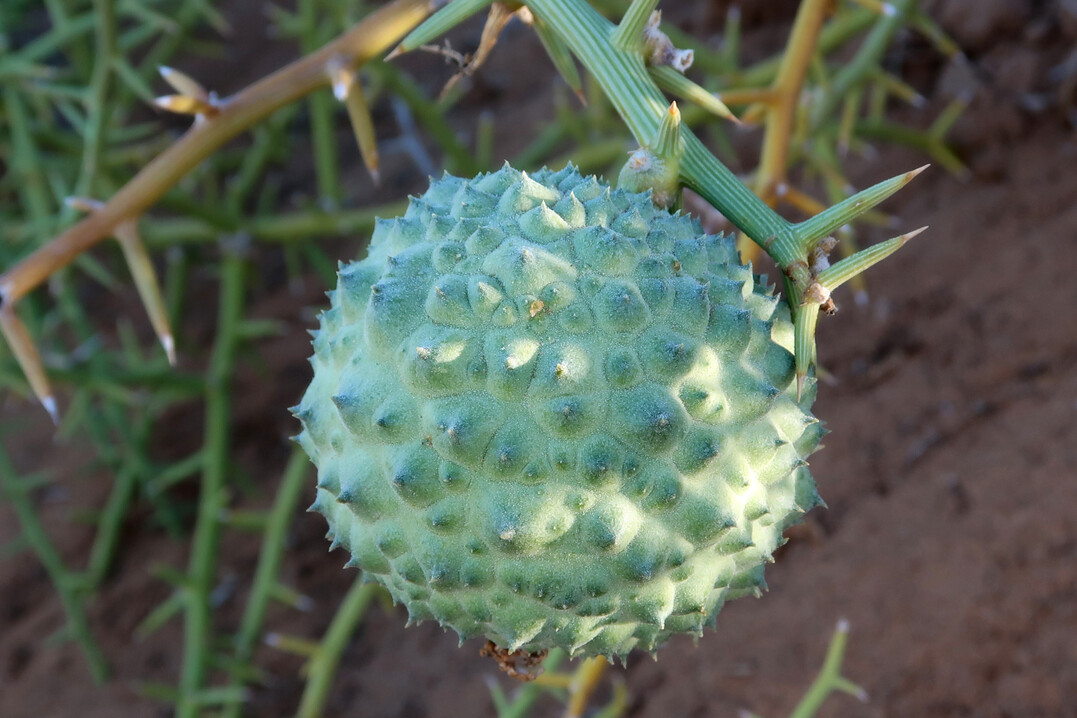 Ein stacheliges Exemplar einer Melone: !nara (Acanthosicyos horridus), eine endemische Krbisart der sehr trockenen Namib-Wste.