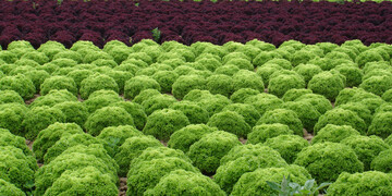Das Zentrum fr Betriebswirtschaft im Gartenbau e. V. wechselt an die Universitt Hohenheim. Es ist Ansprechzentrale fr Gartenbauunternehmen, Beratung und Sachverstndige zu betriebswirtschaftlichen Fragestellungen in allen Sparten des Gartenbaus.