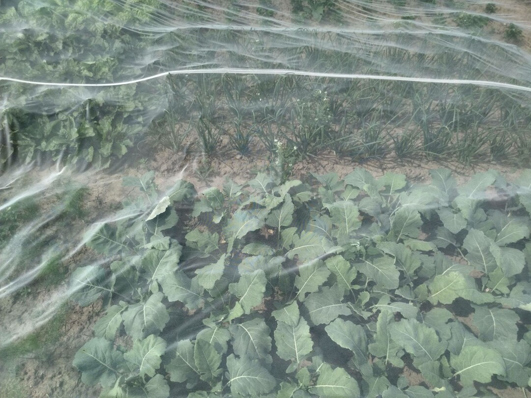 Anbauversuche verschiedener Gemsekulturen unter Insektenschutznetzen im Projekt OPTINET.