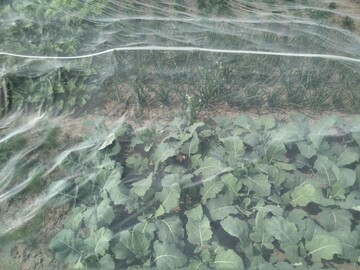 Anbauversuche verschiedener Gemsekulturen unter Insektenschutznetzen im Projekt OPTINET.