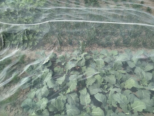 Anbauversuche verschiedener Gemsekulturen unter Insektenschutznetzen im Projekt OPTINET.