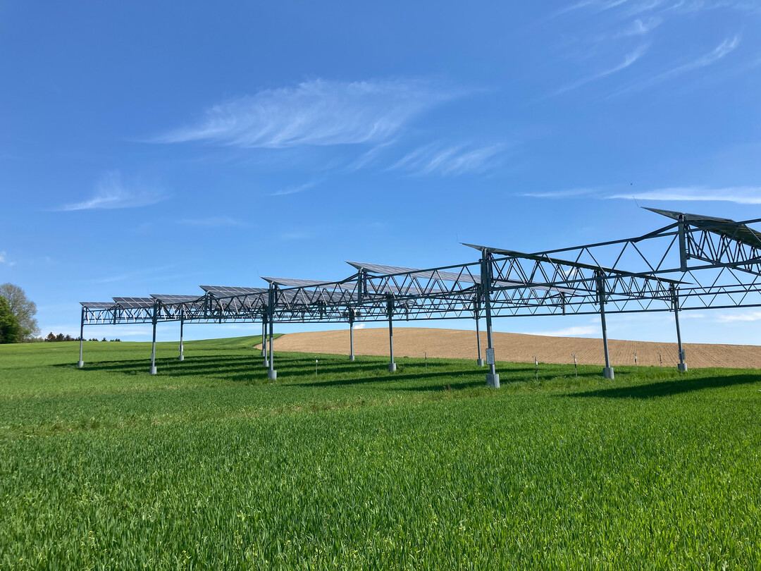 Bei Drre sogar ertragssteigernd: Hoch aufgestnderte Agri-Photovoltaikanlagen schtzen durch Beschattung.