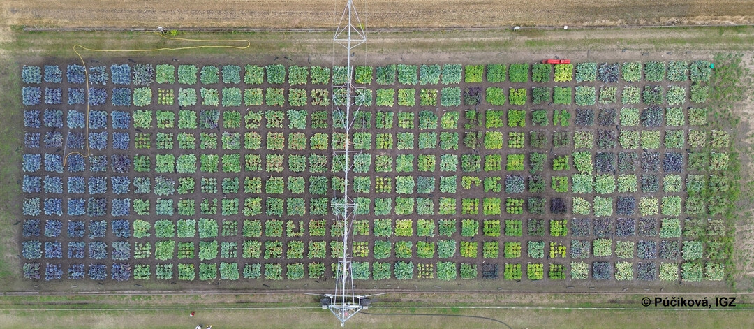 317 Kohlegemsesorten wurden zur Analyse ihrer Biodiversitt auf dem Versuchsfeld des IGZ kultiviert.