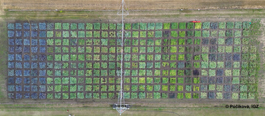 317 Kohlegemsesorten wurden zur Analyse ihrer Biodiversitt auf dem Versuchsfeld des IGZ kultiviert.