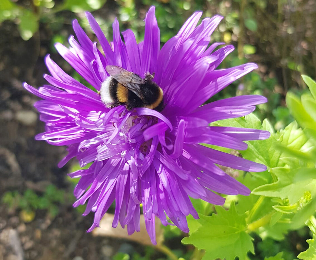Während ihrer Sammelflüge können Hummeln verschiedene Pflanzenschutzmittel mit dem Nektar und den Pollen aufnehmen. Welche Auswirkungen das auf das Lernverhalten und die Flugaktivität hat, haben Wissenschaftlerinnen der Uni Würzburg erforscht.<br>