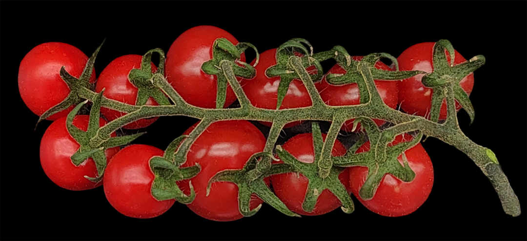 Tomatenfrüchte einer tetraploiden Tomatenpflanze (mit 48 Chromosomen), die in dieser Studie durch Kreuzung zweier verschiedener MiMe-Elterntomaten erzeugt wurde.
