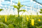 BASF Vegetable Seeds feiert im kommenden Jahr ihre 20-jährige erfolgreiche Zusammenarbeit beim Hochdrahtanbau von Gurken.