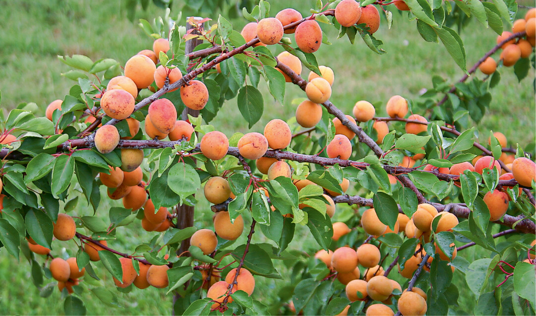  Eine Gewinnerin des Klimawandels: die Aprikose 