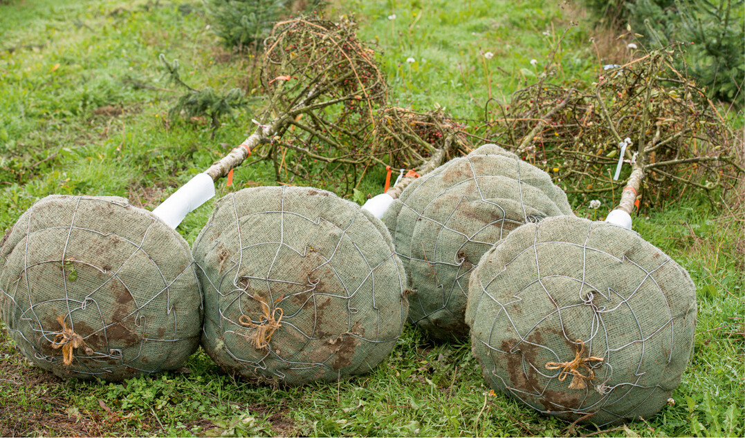 Veredelte Wildobstgehölze können eine interessantes Ergänzung für Streuobstwiesen sein