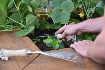 Tomaten, Gurken oder Salate: Der Anbau von Nutzpflanzen im eigenen Garten liegt klar im Trend.