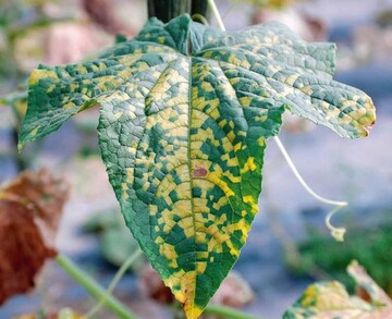 Falscher Mehltau an Gurken.
Auch bei dieser Kultur werden
phosphonat-haltige Blattdnger in
Kombination mit Fungiziden eingesetzt.
Auf Grund der ausgewiesenen
Rckstandshchstmenge von 75 mg/
kg sollte dies weiterhin mglich sein.