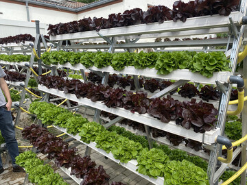 Gemseanbau ohne Erde: Das Startup Pflanzentheke entwickelt mit Frderung durch die Deutsche Bundesstiftung Umwelt (DBU) eine horizontale Mini-Farm. Die Pflanzen wachsen in nhrstoffreichem Wasser.