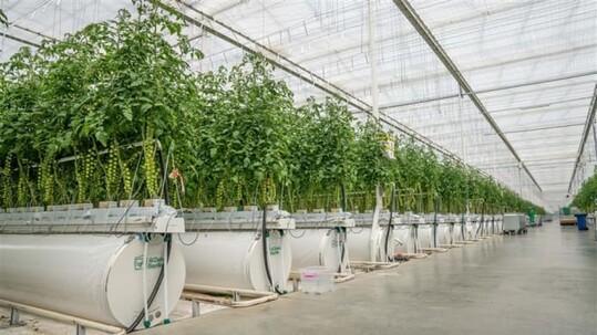 Klimagewchshaus in Al Ain.