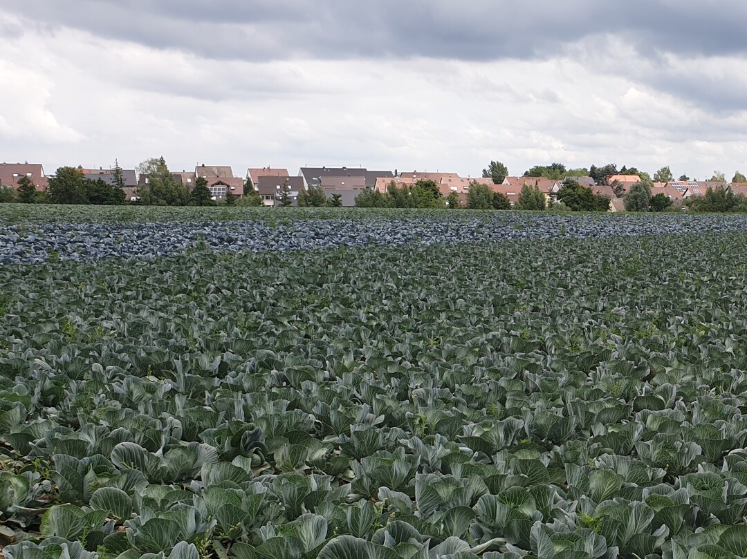 Die Land- und Ernährungswirtschaft sind systemrelevante Infrastruktur