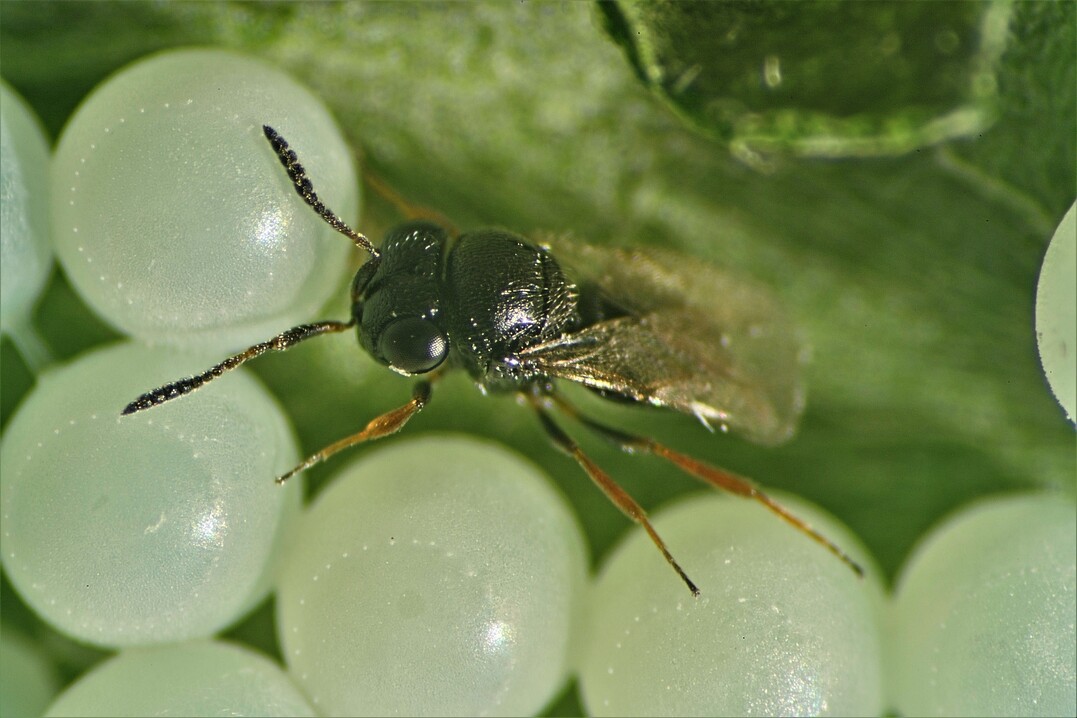 Eine Samauraiwespe, die das Eigelege einer Halyomorpha parasitiert.
