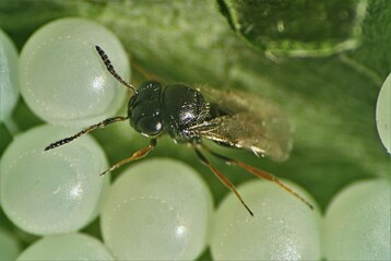 Eine Samauraiwespe, die das Eigelege einer Halyomorpha parasitiert.