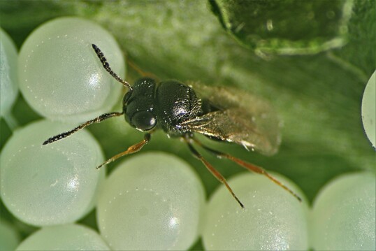 Eine Samauraiwespe, die das Eigelege einer Halyomorpha parasitiert.
