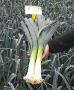 Später Herbstporree ‘Curling’ von Bejo