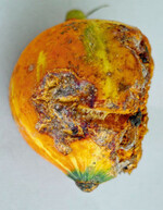 Großer runder, eingesunkener, korkig
vernarbter Fleck auf einer Kürbisfrucht,
auf dem die typischen Sporenlager
und Sporen des Erregers der
Anthraknose (Colletotrichum
orbiculare) nachgewiesen wurden.