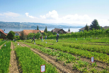 Insgesamt 45 Grndngungspflanzen
wurden im Versuchsanbau auf der
Flche der Versuchsanstalt Agroscope
in Wdenswil in der Schweiz angebaut
und verglichen.