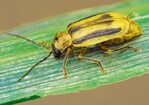 Diabrotica virgifera, Weibchen des Maiswurzelbohrers