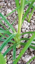 Erdmandelgras in verschiedenen
Stadien. Es ist mehrjährig. Ende April,
Anfang Mai keimen die Knöllchen/
Mandeln und bilden einen Spross. Aus
der Basalplatte in der Nähe der Erdoberfläche
entspringen die Blätter
und zu einem späteren Zeitpunkt
Rhizome, die wiederum neue Knöllchen
oder aber Pflanzen bilden. Spross und
Blattstiele sind dreikantig geformt. Die
Blätter laufen spitz zu, sind fest und
von einer dicken Cuticula umgeben.
Beim Erdmandelgras ist die vegetative
Ausbreitung über Knöllchen/ Mandeln
der Hauptausbreitungsweg.