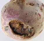 Kraterartig eingesunkener Fleck auf
einer Kürbisfrucht, auf und in dem das
für Rhizoctonia solani typische Myzel
nachgewiesen wurde