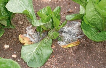 So zeigt sich ein Starkbefall mit dem
Grauschimmelerreger Botrytis cinerea.