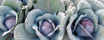 Rotkohl
