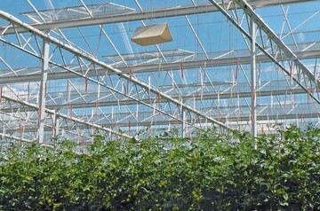 Eine Deltafalle mit
dem Botenstoff Pheromon ber
Tomatenbestand
