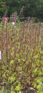 Löwenschwanz (Leonurus japonicus)
Yimucao