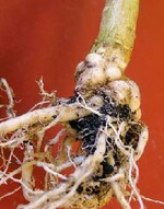 Runde, bis zu haselnussgroße Gallen
mit Ausschlupflöchern am Wurzelhals
einer Kohlpflanze nach der Eiablage
des Kohlgallenrüsslers