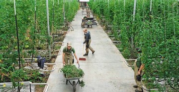 Seit dem Sommer 2011 werden
im Gewchshaus des Biohofes Aga
Tomaten, Gurken und neuerdings
auch Salat auf Erde produziert.