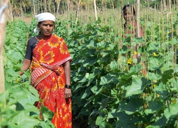 Fr Neo Foods Ltd. bauen in Karnataka
auf 1.200 ha etwa 1.500 Kleinbauern
Einlegegurken an.