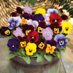 Bunte Frühlingsboten