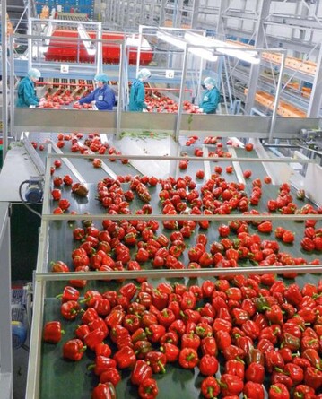 Herzstck im Betrieb Wijnen: Die
Transportanlage von Viscon fhrt zur
Aweta-Sortieranlage, die jede Paprika
einzeln wiegt und 16-mal fotografiert.