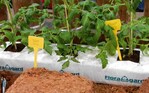 Floragard Growbags mit
gepuffertem Kokos befüllt