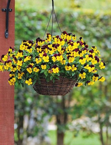 Viola Cool Wave Red Wing
(PanAmerican Seed)