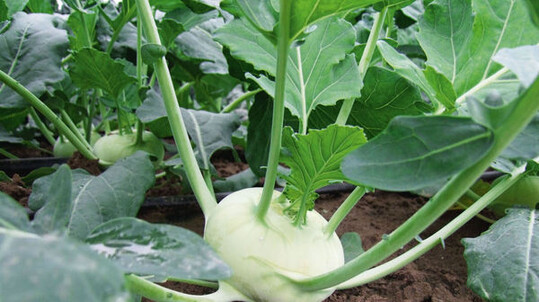 Kohlrabi