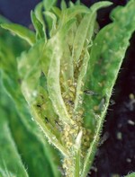 Befall mit Kleiner Pflaumenlaus (B.
helichrysi) an der Anzeigepflanze
Berufkraut (Erigeron-Arten)