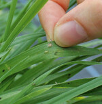 Blattläuse in Topfkräutern bekämpfen