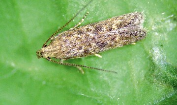Tomatenminiermotte
(Tuta absoluta)
