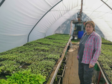 Gemsegrtnerin Sibylle Siegrist mit Tausenden von Tomatenpflnzchen, die nun pikiert werden mssen.