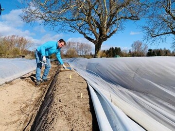 In dieser Saison beginnt bei Pfalzmarkt eG die Ernte der ersten Pflzer Frhlingsspargel so frh wie lange nicht mehr.