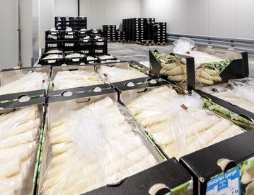 Die unbefriedigende Ertragslage fr die Spargelerzeuger fhrt dazu, dass Pfalzmarkt eG eine durchwachsene Saisonbilanz zieht. Die natrlichen Wachstumsvoraussetzungen fr Spargel waren in der Pfalz positiv. Allerdings bremste das zeitgleiche Angebot an auslndischer Ware den Absatz. Wegen des massiven Verfalls der Erzeugerpreise mussten die meisten Spargelerzeuger bei Pfalzmarkt eG nach Pfingsten die Notbremse ziehen und die Ernte auf einer Anbauflche von rund 570 ha vorzeitig einstellen!