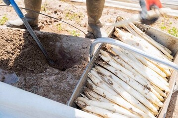 Noch etwas Sonne und die Spargelernte im Gemsegarten Pfalz startet. Voraussichtlich Ende der Woche drfen sich Liebhaber in der Region auf den ersten Pflzer Frhlingsspargel freuen! Partner von Pfalzmarkt eG aus dem LEH werden dann nach Ostern mit greren Mengen bedient. 